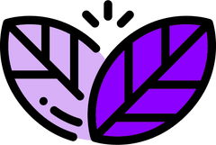 Purple Tea